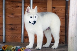 Hope - Wspolne zabawy szczeniat 11 tygodni